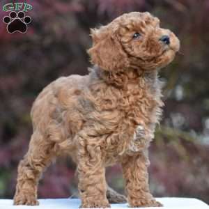 Timmy, Miniature Poodle Puppy